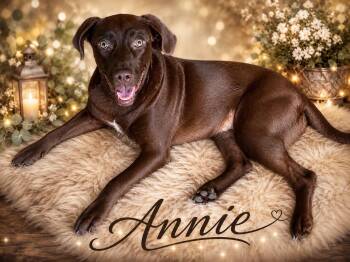 Annie -  Labrador Retriever Dog for Adoption in Panama City, Florida - Annie | PetCurious
