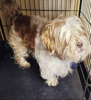 Shih Tzu Dogs Available for Adoption - Walter | PetCurious