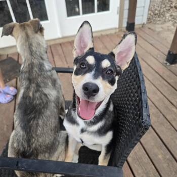 Shepherd and German Shepherd Dog Dogs Available for Adoption in San Antonio, Texas - Maya | PetCurious