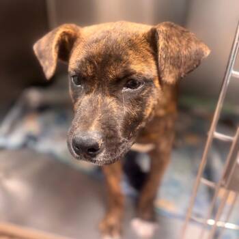 Pit Bull Terrier Dogs Available for Adoption in Starkville, Mississippi - Metallica | PetCurious