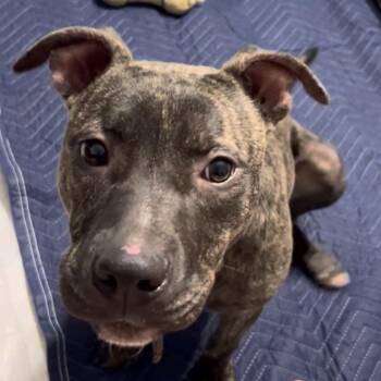 Goose -  Black Mouth Cur Dog for Adoption in Enterprise, Alabama - Goose | PetCurious