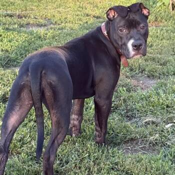 Lily -  Pit Bull Terrier Dog for Adoption in Peotone, Illinois - Lily | PetCurious