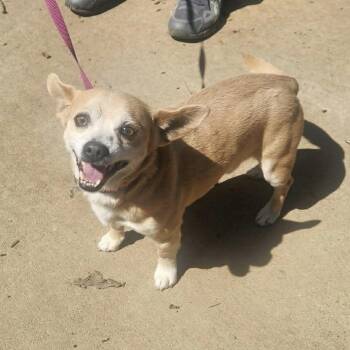 Corgi and Chihuahua Dogs Available for Adoption - Bear | PetCurious