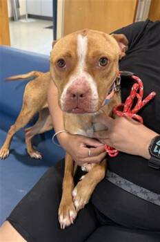 SASHA -  Pit Bull Terrier Dog for Adoption in Dayton, Ohio - SASHA | PetCurious