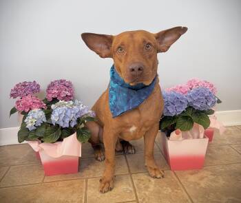Mixed Breed Dogs Available for Adoption in Mississauga, Ontario - Pinky Aka Rocky (33 Lbs) | PetCurious