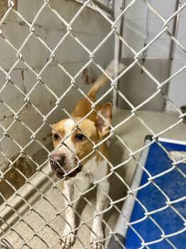 Rescue Pit Bull Terrier Dogs for Adoption in Petersburg, Virginia - Sweet Pea | PetCurious