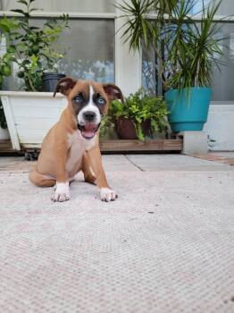 Rescue Terrier Dogs for Adoption in St. Petersburg, Florida - Baxter | PetCurious