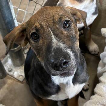 Basil -  Hound Dog for Adoption in Bronson, Florida - Basil | PetCurious