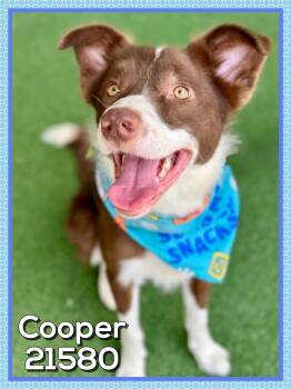COOPER (also see CHEVY) -  Australian Shepherd Dog for Adoption in Marietta, Georgia - COOPER (also See CHEVY) | PetCurious