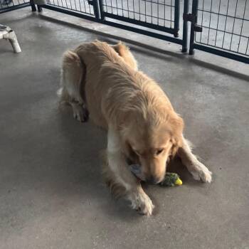 Maverick -  Golden Retriever Dog Available for Adoption in Hinesville, Georgia - Maverick | PetCurious