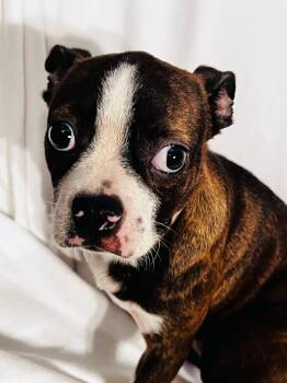 Rescue Boston Terrier Dogs for Adoption in Hawthorne, California - Snarf | PetCurious