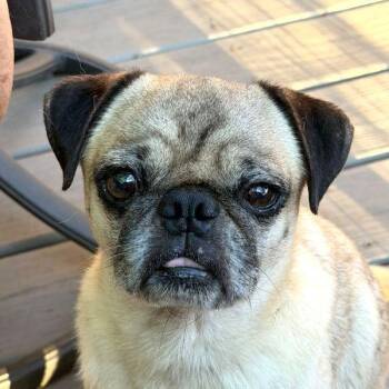 Moses -  Pug Dog for Adoption in Alvin, Texas - Moses | PetCurious