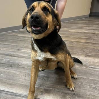 Dudley 260352 -  Mixed Breed Dog for Adoption in Gladstone, Michigan - Dudley 260352 | PetCurious