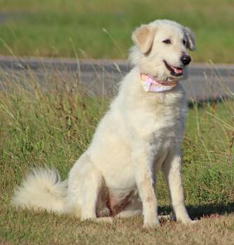 EMMALYN — She Doesnt Need Much... Just You... -  Great Pyrenees and Golden Retriever Dog for Adoption in Houston, Texas - EMMALYN — She Doesnt Need Much... Just You... | PetCurious