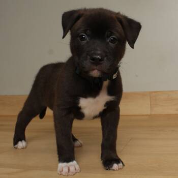 Rescue Collie and Mixed Breed Dogs for Adoption in Minnetonka, Minnesota - Mike Wazowski D66675 | PetCurious