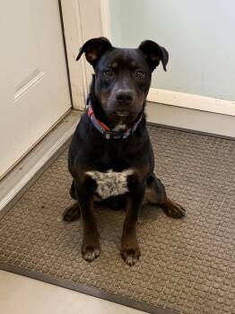 Mixed Breed Dogs Available for Adoption in Big Rapids, Michigan - Rocky | PetCurious