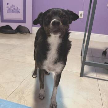 Penny -  Terrier and Mixed Breed Dog for Adoption in Sunrise, Florida - Penny | PetCurious