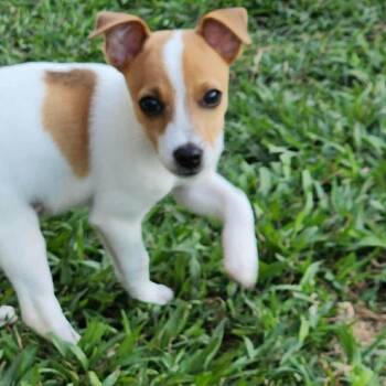 Jack Russell Terrier and Terrier Dogs Available for Adoption in Toronto, Ontario - Rinse | PetCurious