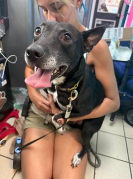 Socks -  Whippet and Pit Bull Terrier Dog for Adoption in Sebastian, Florida - Socks | PetCurious