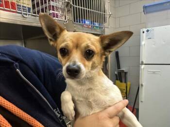 Rescue Mixed Breed Dogs for Adoption in Santa Fe, New Mexico - A173188 | PetCurious