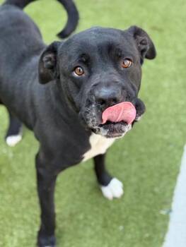 Micheal -  Mixed Breed Dog for Adoption in Atlanta, Georgia - Micheal | PetCurious