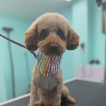 Lily -  Miniature Poodle Dog for Adoption in St. Thomas, Ontario - Lily | PetCurious