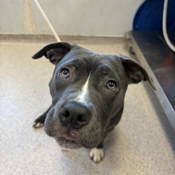 Mixed Breed Dogs Available for Adoption - Stormy | PetCurious