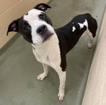 Pit Bull Terrier and Mixed Breed Dogs Available for Adoption in Cincinnati, Ohio - Lola | PetCurious