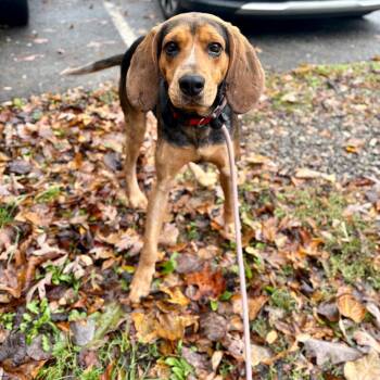 Hound Dogs Available for Adoption in Rocky Mount, Virginia - Ridge | PetCurious