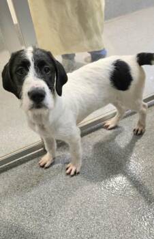 Auggie -  Mixed Breed Dog for Adoption in Bellevue, Washington - Auggie | PetCurious