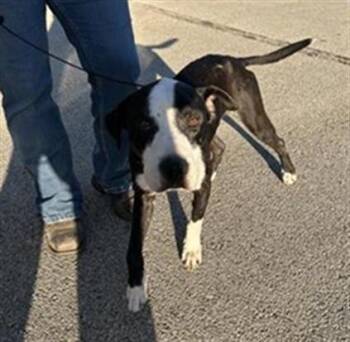 Rescue Pit Bull Terrier and Mixed Breed Dogs for Adoption in Houston, Texas - OREO | PetCurious