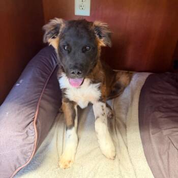 Collie and Australian Shepherd Dogs Available for Adoption in Columbus, Georgia - Bolt | PetCurious