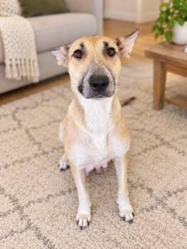 Cheese -  German Shepherd Dog Dog for Adoption in Houston, Texas - Cheese | PetCurious