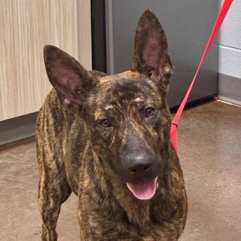 Banshee -  Dutch Shepherd Dog for Adoption in Chattanooga, Tennessee - Banshee | PetCurious