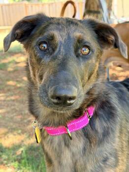 Nesta -  Poodle and German Shepherd Dog Dog for Adoption in Beavercreek, Oregon - Nesta | PetCurious