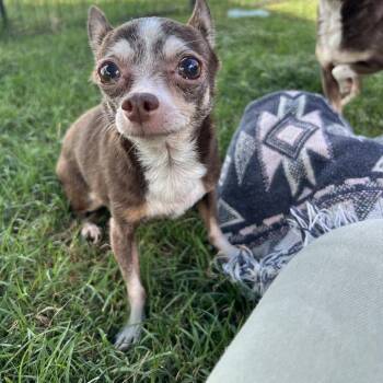 Chloe -  Chihuahua Dog for Adoption in Newport, North Carolina - Chloe | PetCurious