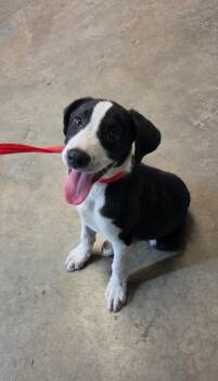 Nickie -  Boxer Dog for Adoption in Shelbyville, Tennessee - Nickie | PetCurious