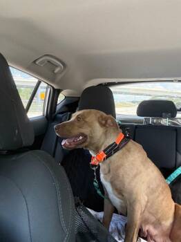 Jupiter -  American Bulldog and Black Mouth Cur Dog for Adoption in Lakeland, Florida - Jupiter | PetCurious