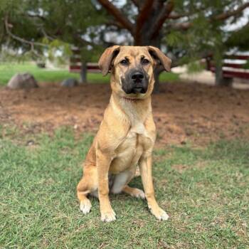 Shepherd and Mixed Breed Dogs Available for Adoption in Fargo, North Dakota - Liliana--In Foster | PetCurious