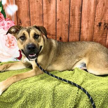 Terrier and Shepherd Dogs Available for Adoption in Lebanon, Missouri - Odie | PetCurious
