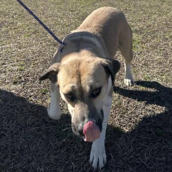 Labrador Retriever and Beagle Dogs Available for Adoption - Miny 3531 | PetCurious