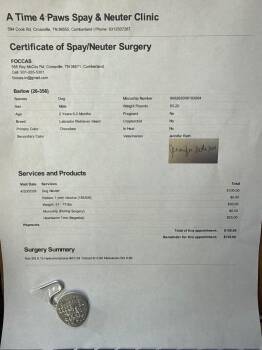 Labrador Retriever Dogs Available for Adoption in Crossville, Tennessee - Barlow | PetCurious