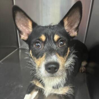 Sam -  Mixed Breed Dog for Adoption in Corbin, Kentucky - Sam | PetCurious