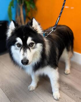 Aspen -  Siberian Husky Dog for Adoption in Walnut Creek, California - Aspen | PetCurious