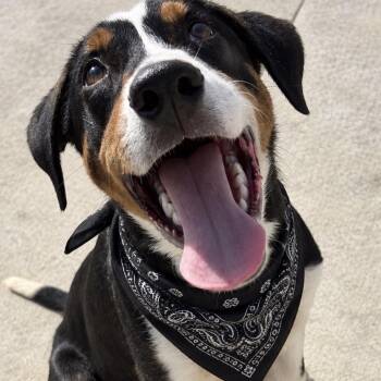 Flint -  Rottweiler Dog for Adoption in Pilot Point, Texas - Flint | PetCurious