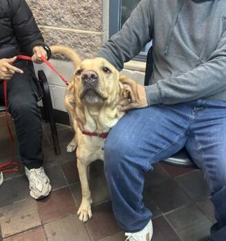 Rescue Labrador Retriever Dogs for Adoption in New York, New York - Koda | PetCurious