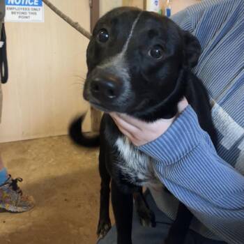 Dude -  Australian Cattle Dog Blue Heeler and Border Collie Dog for Adoption in Stephenville, Texas - Dude | PetCurious