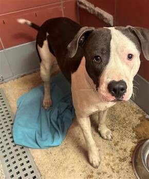 BRODY -  Staffordshire Bull Terrier and Mixed Breed Dog for Adoption in Houston, Texas - BRODY | PetCurious