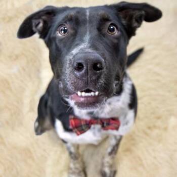 Zane -  Pointer Dog for Adoption in Northbrook, Illinois - Zane | PetCurious