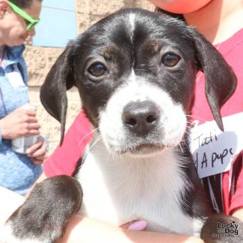 Shepherd and Labrador Retriever Dogs Available for Adoption - Aspen | PetCurious